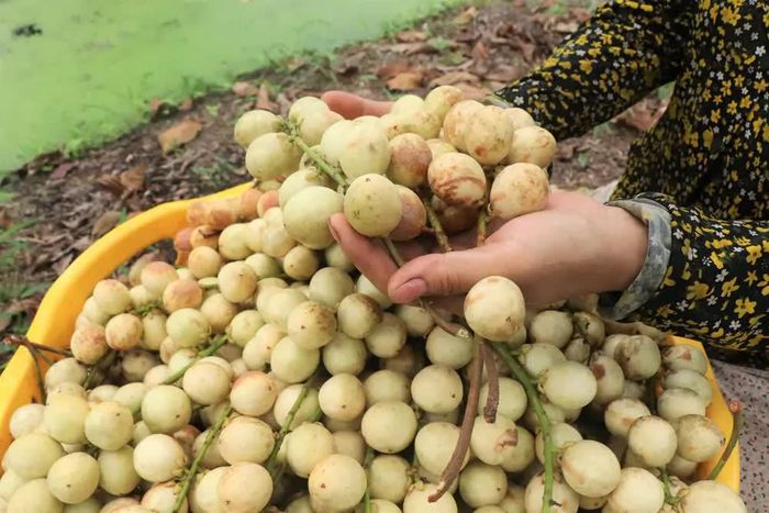 Quả dâu Hạ Châu có màu vàng nhạt khi chín, ruột màu trắng sữa, vị ngọt thanh, pha chút chua dịu. Ảnh: Thu Hiền - TTXVN