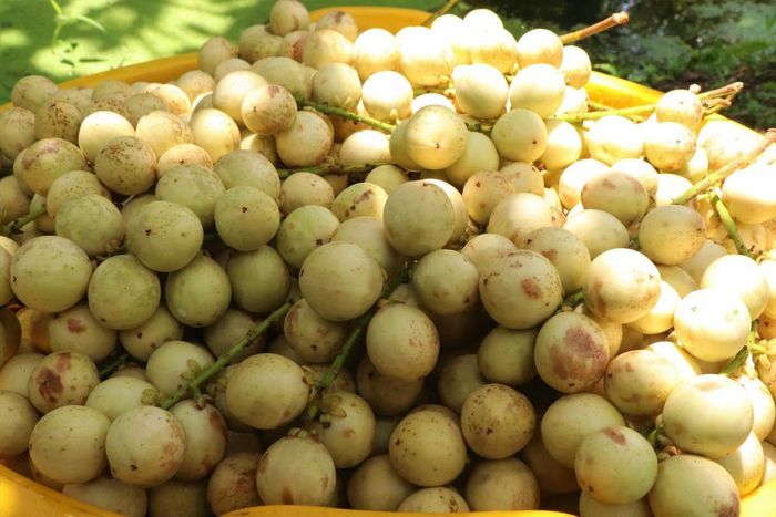 Với những ưu điểm vượt trội về hình dáng, màu sắc cũng như chất lượng khiến dâu Hạ Châu rất được ưa chuộng. Ảnh: Thu Hiền - TTXVN