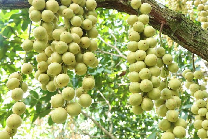 Dâu Hạ Châu được biết đến là một trong những loại trái cây đặc sản của vùng đất Tây Đô. Ảnh: Thu Hiền - TTXVN