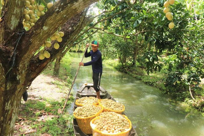 Thu hoạch dâu Hạ Châu tại nhà vườn. Ảnh: Thu Hiền - TTXVN