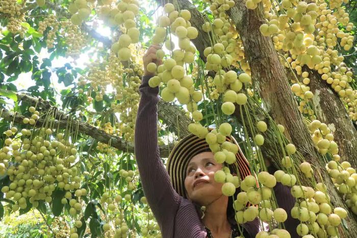 Theo nhà vườn, dâu Hạ Châu ít tốn công chăm sóc, cũng như ít chi phí phân thuốc bảo vệ thực vật nên lợi nhuận cao. Ảnh: Thu Hiền – TTXVN