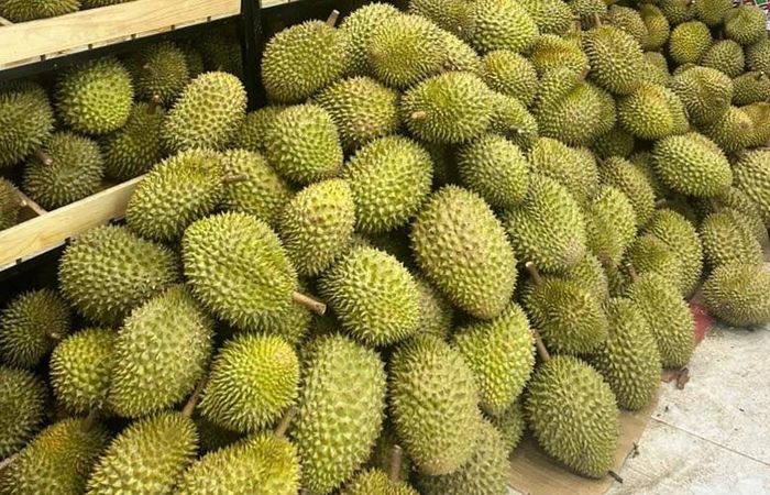 Ngày 31/7, Chính phủ ban hành Nghị quyết số 36/2026/NQ-CP quy định đơn giản hóa thủ tục hành chính về mã số vùng trồng, mã số cơ sở đóng gói. Nghị quyết áp dụng với nông sản nói chung, nhưng đặc biệt có ý nghĩa với loại hoa quả có kim ngạch xuất khẩu cao nhất của Việt Nam: Sầu riêng.