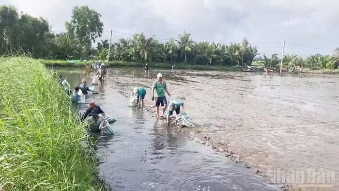Người dân thu hoạch tôm trong ruộng lúa. (Ảnh: Văn Út)