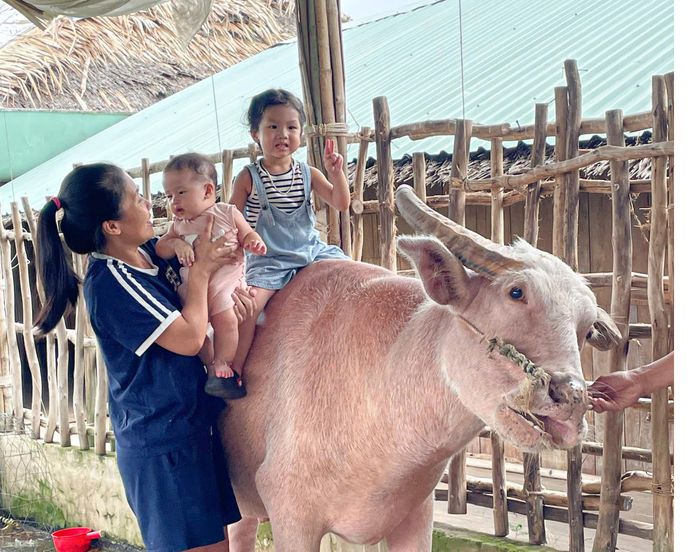 Trẻ em trải nghiệm dịch vụ cưỡi trâu