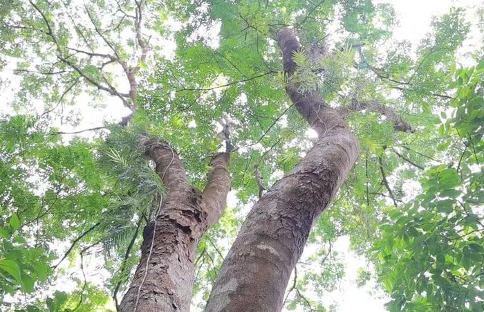 Những tán lim xanh đan kín bầu trời, tạo nên "mái nhà" lớn che chở cho hệ sinh thái rừng tự nhiên suốt nhiều thập kỷ.