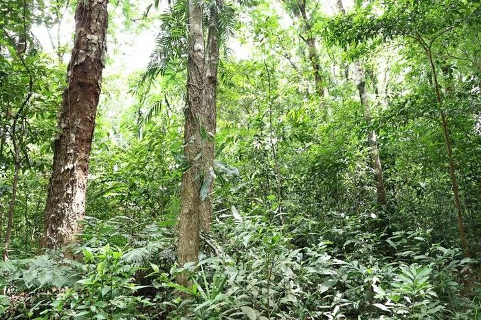 Những cây lim cổ thụ vươn cao giữa đại ngàn Trường Sơn, tạo nên không gian xanh mát và hệ sinh thái đặc trưng của rừng tự nhiên.