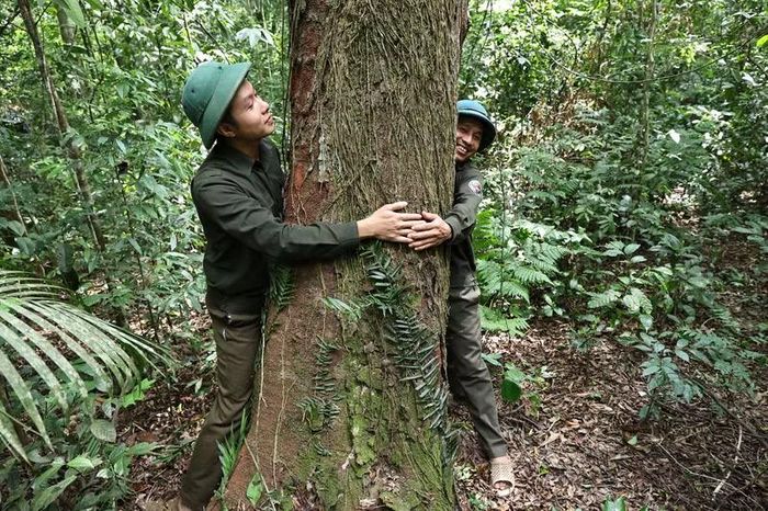Có những gốc lim lớn đến mức gần hai người trưởng thành ôm mới xuể, minh chứng cho giá trị đặc biệt của khu rừng.