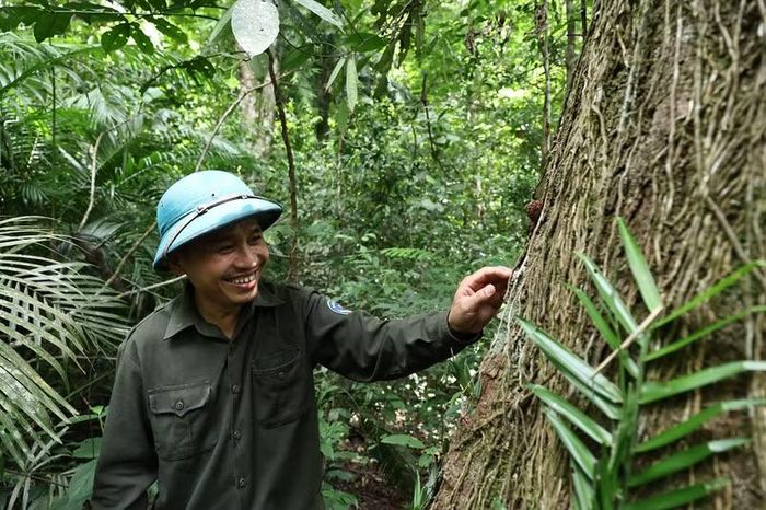 Những thân lim đồ sộ, đường kính trên 70cm, sừng sững như những "chứng nhân" của thời gian giữa đại ngàn Trường Sơn.