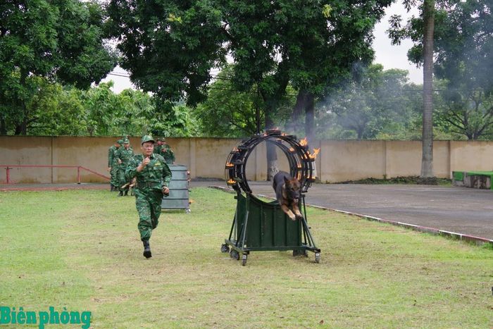 Cán bộ Trường Trung cấp 24 Biên phòng thực hiện nội dung điều khiển quân khuyển vượt qua hệ thống vật cản. Ảnh: Thủy Nguyên