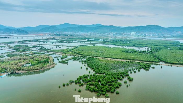 Rừng ngập mặn ven bờ cao tốc Hải Phòng - Quảng Ninh rộng hàng trăm ha, nằm tại phường Tuần Châu (trước đây là phường Đại Yên, TP. Hạ Long), tỉnh Quảng Ninh.