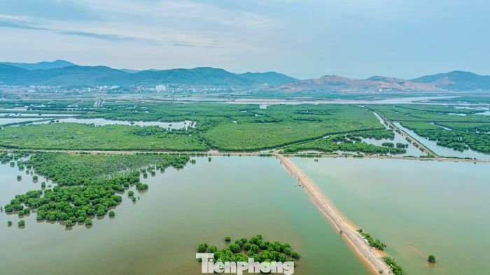 Trong chiến lược phát triển xanh của Quảng Ninh, bảo vệ và phát triển rừng ngập mặn không chỉ là nhiệm vụ bảo tồn tài nguyên thiên nhiên mà còn là giải pháp quan trọng nhằm ứng phó với biến đổi khí hậu, bảo vệ môi trường sinh thái, duy trì đa dạng sinh học và tạo sinh kế bền vững cho cộng đồng ven biển.