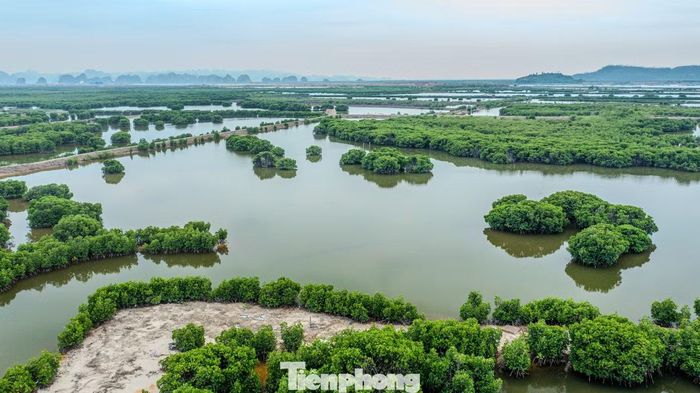 Theo báo cáo của tỉnh Quảng Ninh, trong khu vực Vịnh Hạ Long, rừng ngập mặn tập trung chủ yếu ở khu vực Tuần Châu, Cửa Lục, đảo Đầu Gỗ, Chân Voi, đảo Quan Lạn, Hoành Bồ và rải rác ven bờ, với các loại cây phổ biến như: Mắm, sú, vạng hói, vẹt dù, trang, bần chua, cóc kèn... Trong đó, sú chiếm tới 65% tổng diện tích.