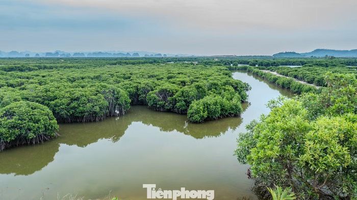 Công viên này sẽ tổng diện tích khoảng 660 đến 800 ha, được xếp vào nhóm công viên rừng ngập mặn trong đô thị lớn.