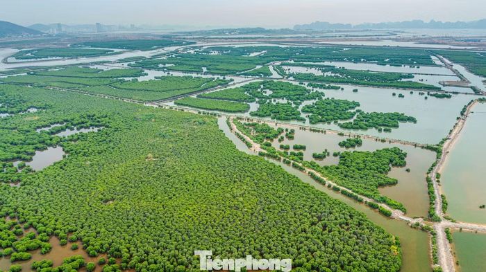 Theo nghiên cứu của các nhà khoa học, thực vật ngập mặn ở đây có vai trò to lớn như: Tham gia vào hệ sinh thái rừng mưa nhiệt đới, điều hòa khí hậu, tham gia kiến tạo bảo vệ cảnh quan ven bờ, chống xói mòn, hạn chế bão gió, bảo vệ đê ven biển...