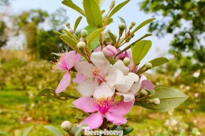 Hoa sim nở rực trên đồi, khi gần tàn chuyển dần sang màu trắng.