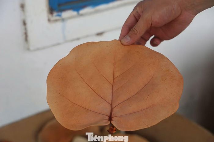 Bàng biển, còn gọi là cây tra hay nho biển, được trồng phổ biến dọc các tuyến ven biển miền Trung với vai trò chắn gió, giữ cát và chống xói lở. Loài cây này sở hữu những chiếc lá dày, dai, có hệ gân nổi rõ, rất phù hợp để tạo hình thành các sản phẩm gia dụng thân thiện với môi trường.