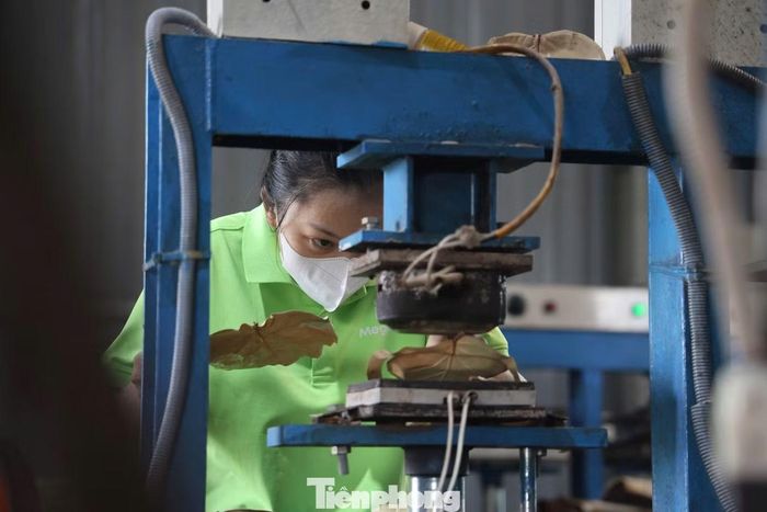Theo anh Tuyến, để tạo ra một chiếc đĩa hoàn chỉnh, nguyên liệu phải trải qua nhiều công đoạn xử lý. Chỉ những chiếc lá già hoặc vừa rụng, còn nguyên vẹn, không rách mới được lựa chọn đưa vào sản xuất.