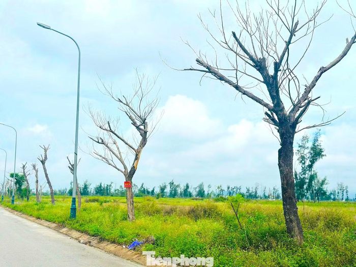 Lãnh đạo UBND xã Lộc Hà cho biết, tình trạng cây xanh chết xuất phát từ nhiều nguyên nhân, trong đó có khả năng chưa phù hợp với điều kiện thổ nhưỡng. Do các dự án chưa được nghiệm thu, bàn giao nên chưa có đơn vị trực tiếp quản lý, chăm sóc thường xuyên, khiến nhiều cây chết rải rác qua từng năm.