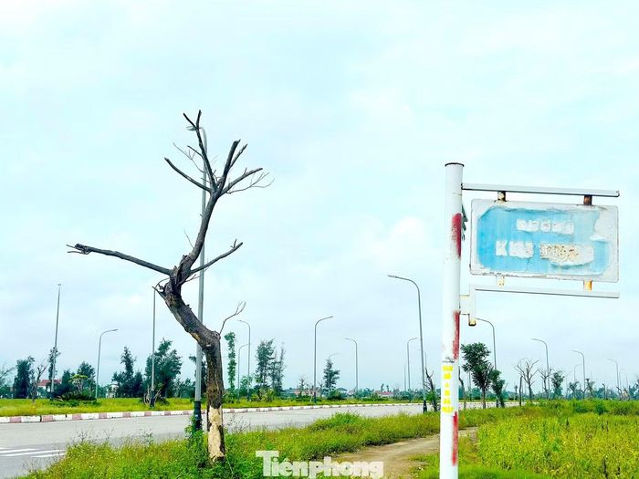 Theo lãnh đạo UBND xã Lộc Hà, đến nay hai dự án vẫn chưa hoàn tất quyết toán, nghiệm thu và bàn giao tài sản cho địa phương quản lý, vận hành. Qua kiểm tra hiện trạng, địa phương xác định riêng tại Đại lộ Mai Hắc Đế có 137 cây xanh đã chết. Số cây còn lại phần lớn sinh trưởng kém hoặc bị chết ngọn, khô cành, tán lá thưa và có nguy cơ tiếp tục suy giảm nếu không được chăm sóc, thay thế kịp thời.