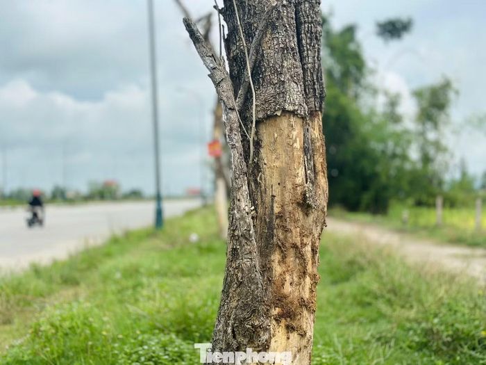 Lãnh đạo UBND xã Lộc Hà cho biết, địa phương đã có văn bản đề nghị chủ đầu tư kiểm tra, khảo sát toàn bộ hiện trạng cây xanh; xây dựng phương án chăm sóc, trồng thay thế các cây đã chết hoặc sinh trưởng kém để bàn giao công trình cho UBND xã tiếp nhận, quản lý, chăm sóc góp phần bảo đảm cảnh quan đô thị.