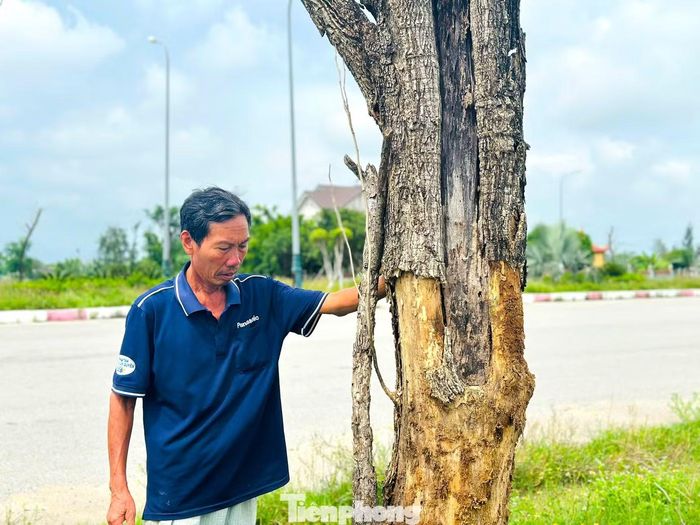 Ông Phan Đình Hải (60 tuổi, trú thôn Xuân Yên, xã Lộc Hà) cho biết, từ khi dự án trồng cây xanh được triển khai, nhiều cây bị chết dần qua từng năm. Một số cây bị mưa bão làm bật gốc, số khác dù có thân lớn vẫn khô héo, không thể phát triển. “Nhìn những cây có gốc to, thân lớn nhưng vẫn chết khô thấy rất tiếc. Cây chết nhiều năm nay không chỉ làm tuyến đường mất mỹ quan mà còn gây lãng phí tiền đầu tư. Người dân chỉ mong các đơn vị sớm thay thế, chăm sóc để hàng cây xanh tốt, tạo bóng mát, cảnh quan", ông Hải nói.
