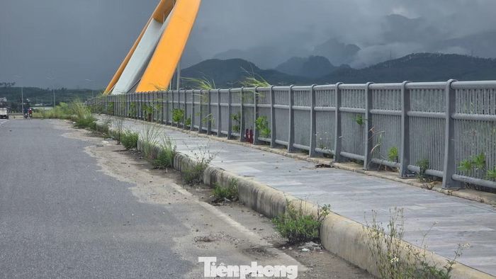 Phần bó vỉa, lan can và vỉa hè cỏ dại cũng mọc tua tủa.