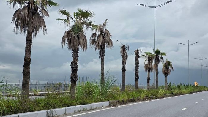 Hàng cọ cảnh quan chết phân nửa, lá khô xơ xác lâu ngày không ai chăm sóc.