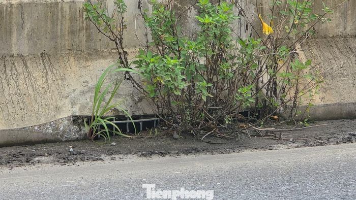 Hệ thống thoát nước cỏ dại mọc chèn cả miệng cống