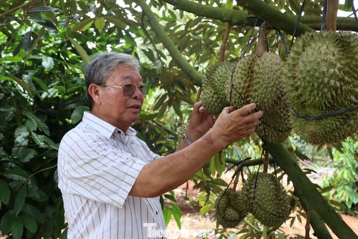 Đắk Lắk chủ trương tập trung sản xuất theo quy trình, nâng cao chất lượng sầu riêng.