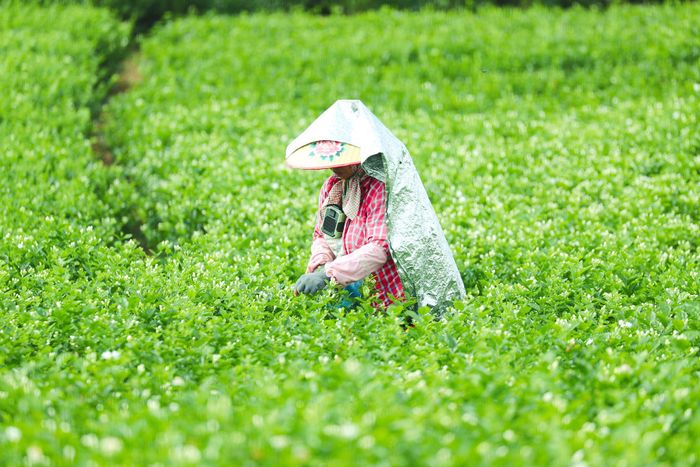 Một người nông dân đang hái hoa nhài trên cánh đồng ở làng Shijing, thành phố Hengzhou. Ảnh: China Daily