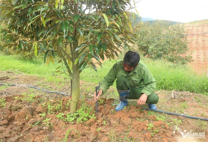 Đến nay, hầu hết các hộ dân ở thôn Đăk Tang, xã Rờ Kơi đều có diện tích trồng sầu riêng. Ảnh: Ngọc Chí
