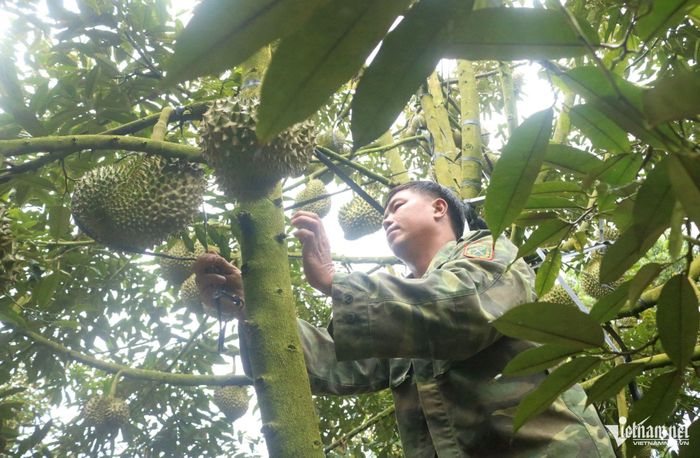 Nguồn thu nhập từ cây sầu riêng giúp gia đình anh Võ Minh Tri có cuộc sống khá giả. Ảnh: Ngọc Chí