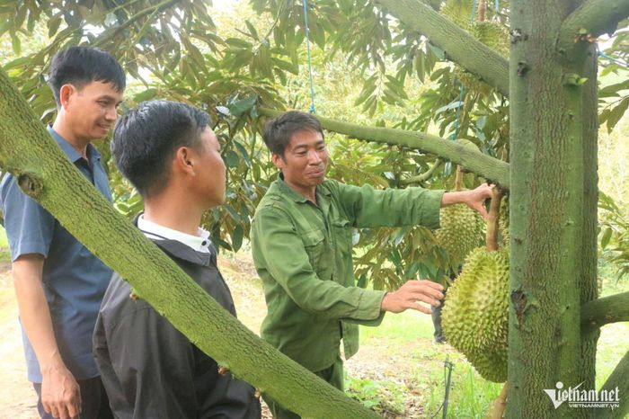 Người dân thôn Đăk Tang luôn đoàn kết, giúp đỡ nhau ngày công, chia sẻ kinh nghiệm chăm sóc cây trồng để cùng nhau làm giàu. Ảnh: Ngọc Chí