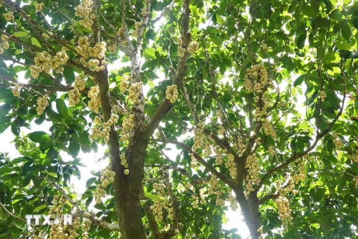 Hàng năm, dâu Hạ Châu cho thu hoạch trái từ tháng 5 đến giữa tháng 10 âm lịch (chính vụ khoảng tháng 7, tháng 8). (Ảnh: Thu Hiền/TTXVN)