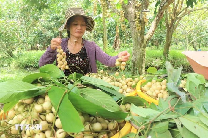Do vài năm gần đây diện tích dâu Hạ Châu giảm nên dâu Hạ Châu thường được thương lái thu mua với giá cao, từ 10.000-20.000 đồng/kg tùy thời điểm. (Ảnh: Thu Hiền/TTXVN)