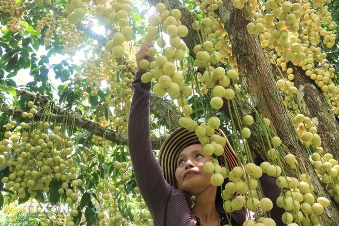 Theo nhà vườn, dâu Hạ Châu ít tốn công chăm sóc, cũng như ít chi phí phân thuốc bảo vệ thực vật nên lợi nhuận cao. (Ảnh: Thu Hiền/TTXVN)
