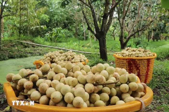 Dâu Hạ Châu cho năng suất khoảng 2-2,5 tấn/1.000m2 tùy năm tuổi của cây. (Ảnh: Thu Hiền/TTXVN)