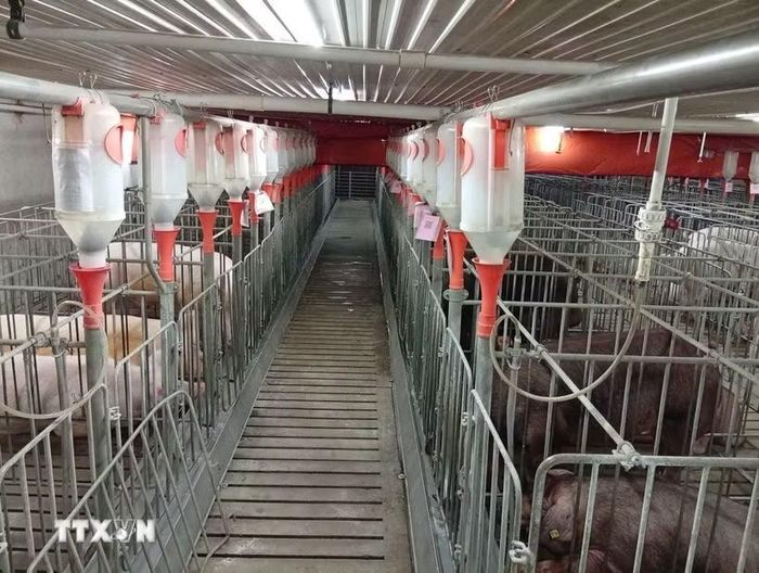 Một mô hình chăn nuôi công nghệ cao tại Gia Lai. (Ảnh: Hồng Điệp/TTXVN)