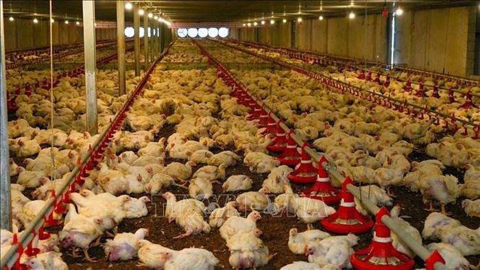 Việc xây dựng cơ sở dữ liệu "đúng, đủ, sạch, sống, thống nhất, dùng chung" tạo nền tảng thúc đẩy chuyển đổi số, nâng cao năng lực quản lý chăn nuôi và thú y.