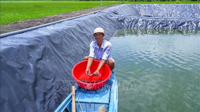 Mô hình nuôi cá bán tự nhiên kết hợp ứng dụng kỹ thuật lót bạt tại tỉnh Tây Ninh, góp phần nâng cao hiệu quả sản xuất, kiểm soát môi trường nuôi và phát triển thủy sản bền vững.