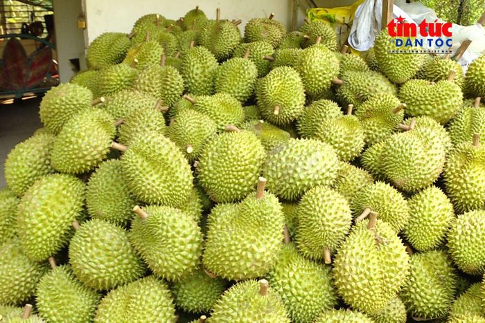 Sầu riêng xuất khẩu cho thấy tiềm năng lớn của nông sản Việt Nam, song cũng đặt ra yêu cầu về chuẩn hóa vùng nguyên liệu, truy xuất nguồn gốc và tổ chức lại chuỗi giá trị.