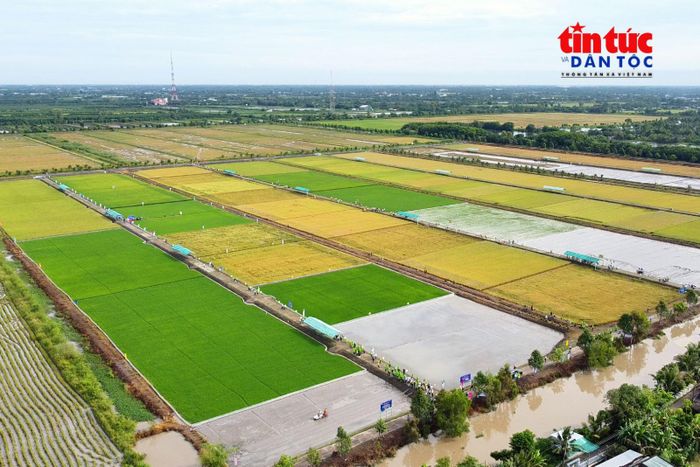 Phát triển vùng nguyên liệu đạt chuẩn là một trong những giải pháp quan trọng để tháo gỡ điểm nghẽn, nâng cao giá trị chuỗi nông sản xuất khẩu.