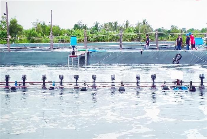Mô hình nuôi tôm công nghệ cao đang phát triển mạnh tại Cà Mau.
