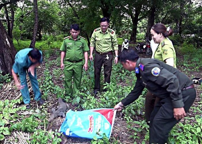 Lực lượng Kiểm lâm thả con kỳ đà hoa về rừng để bảo vệ loài động vật nguy cấp, quý, hiếm.