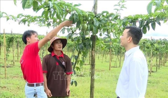 Công ty Cổ phần Nafoods Group đang thí điểm số hóa vùng nguyên liệu chanh dây tại Gia Lai với khoảng 150 hộ dân tham gia. Ảnh: Hoài Nam/TTXVN