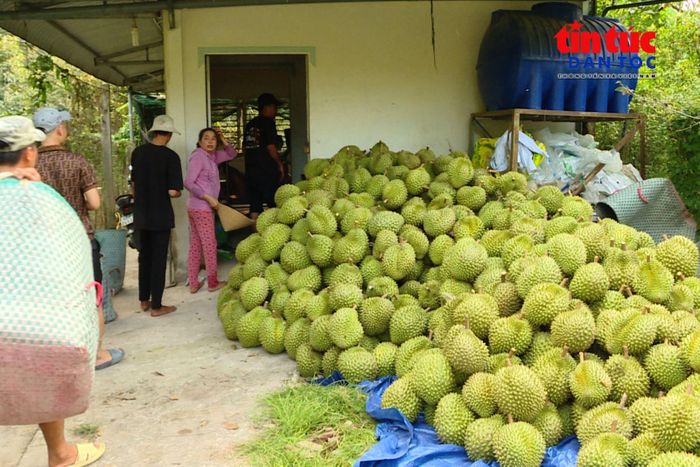 Việc nâng cao chất lượng sản phẩm, đáp ứng yêu cầu của thị trường nhập khẩu và đa dạng hóa thị trường được kỳ vọng sẽ tạo động lực để xuất khẩu sầu riêng tăng trưởng bền vững.