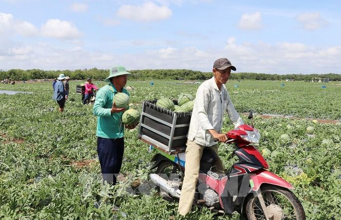 Vận chuyển dưa hấu sau khi thu hoạch đến điểm tập kết của thương lái. Ảnh: Hữu Chí - TTXVN