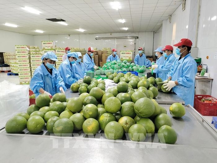 Chế biến bưởi xuất khẩu tại nhà máy đóng gói Kim Thanh (xã Giao Long, tỉnh Vĩnh Long). Ảnh: Huỳnh Phúc Hậu - TTXVN