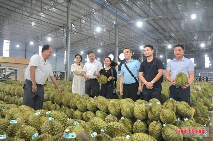 Các doanh nghiệp của Trung Quốc tới Đắk Lắk hợp tác xuất khẩu sầu riêng. Ảnh: Bảo An