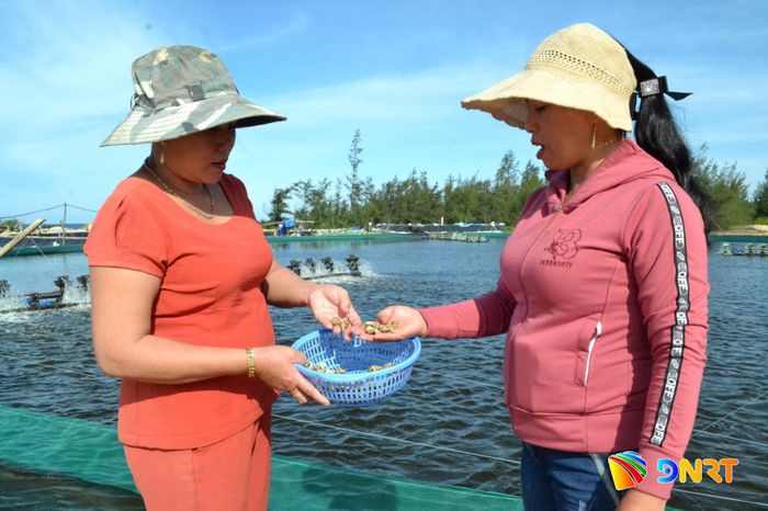 UBND xã Thăng Trường khuyến khích người dân nuôi ốc hương ở những vùng nuôi tôm kém hiệu quả. Ảnh: QUANG VIỆT